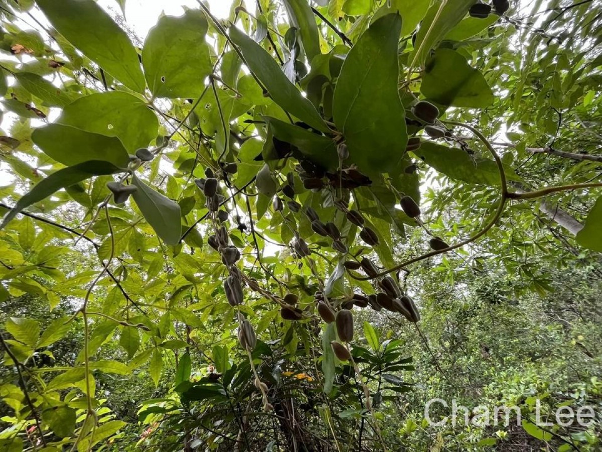 Dioscorea tomentosa J.Koenig ex Spreng.